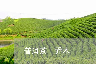 普洱茶 乔木/2023042960762